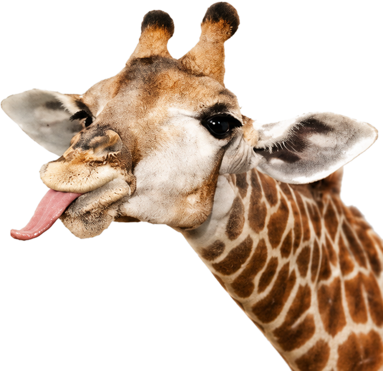 Jirafa sacando la lengua